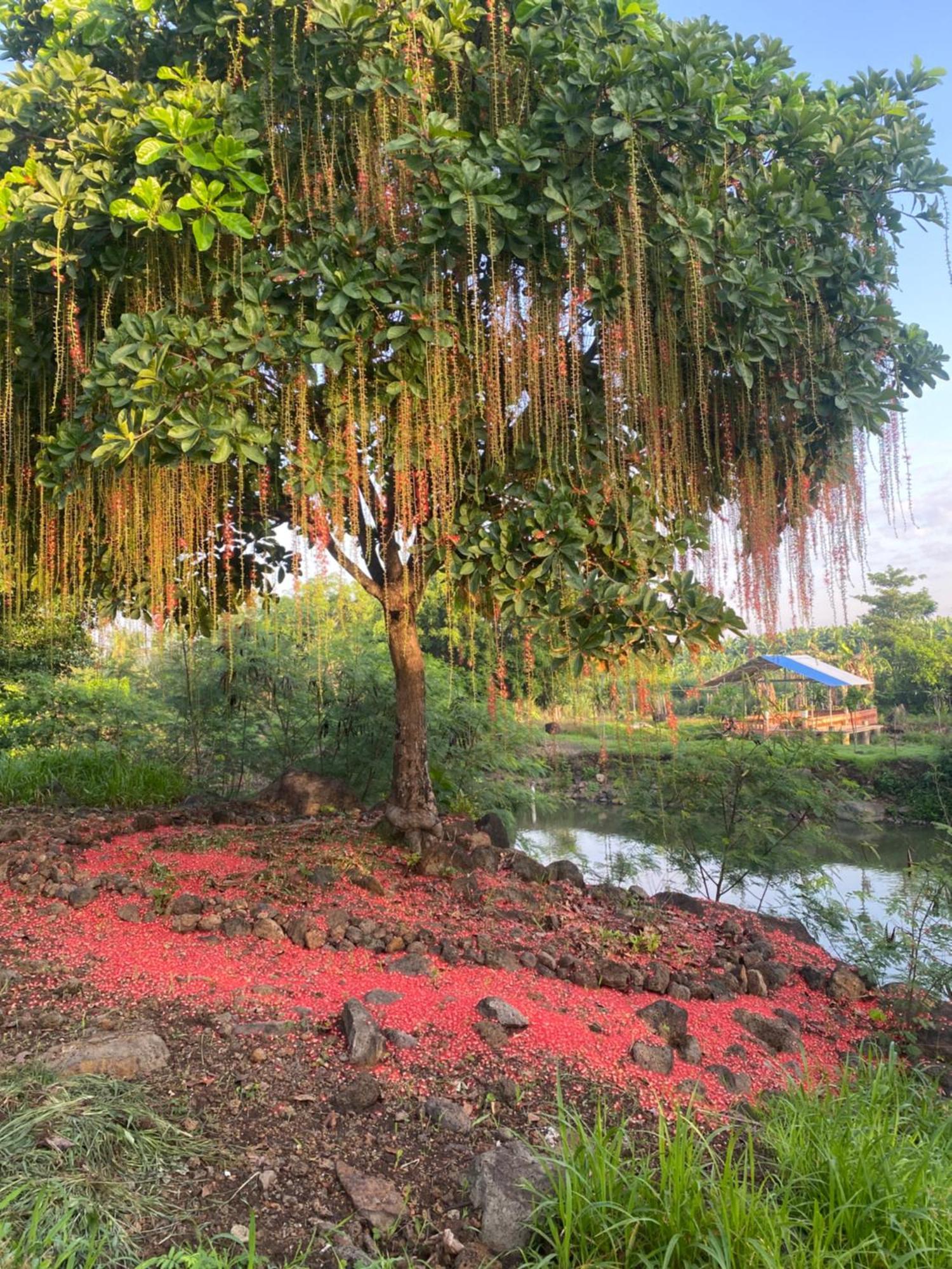 Homestay Tay Xa Trang Bom Buitenkant foto